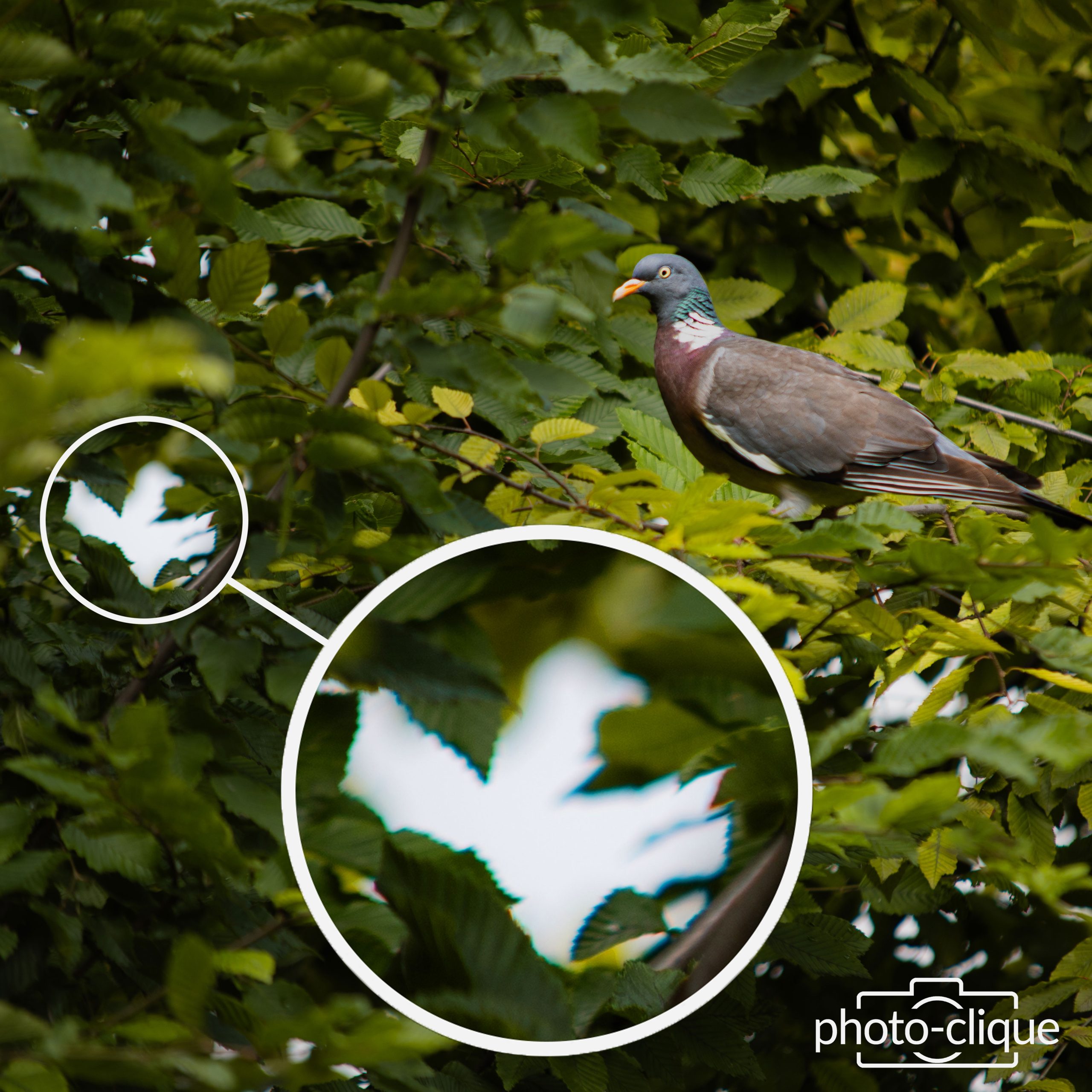 aberration chromatique exemple franges vertes cyan feuilles contre jour