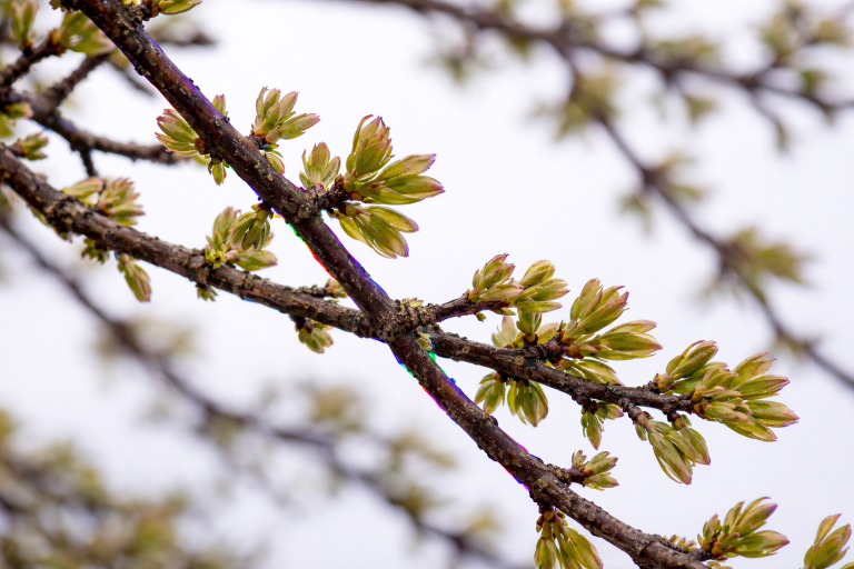 aberration chromatique sur branche en contre jour avec franges violettes et vertes