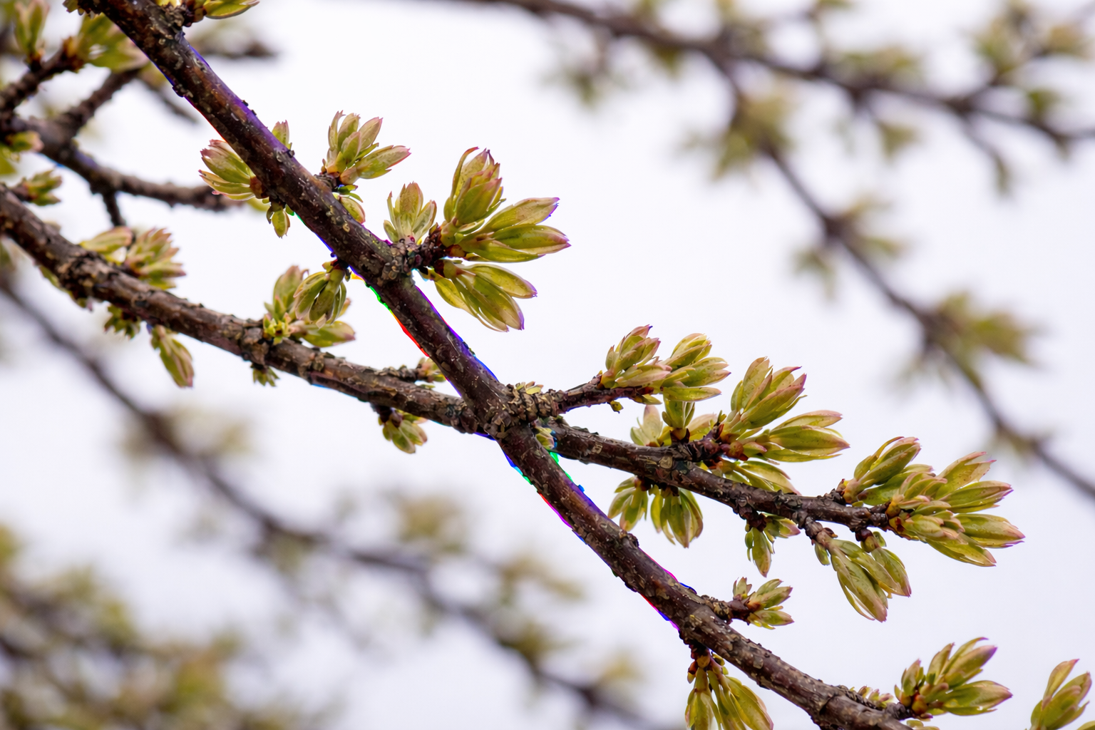 aberration chromatique sur branche en contre jour avec franges violettes et vertes
