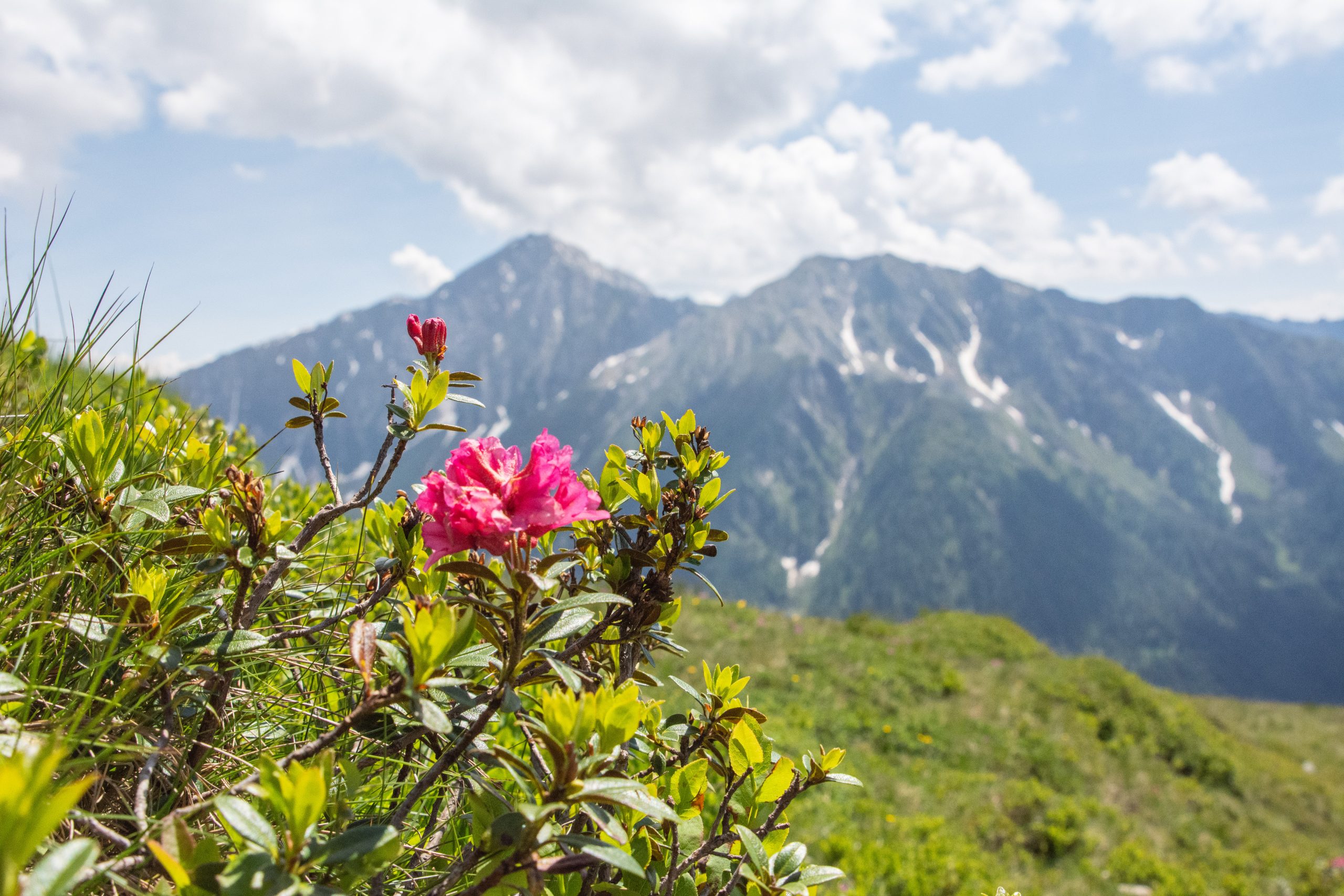 Premier plan net fleur montagne arrière-plan flou profondeur de champ paysage