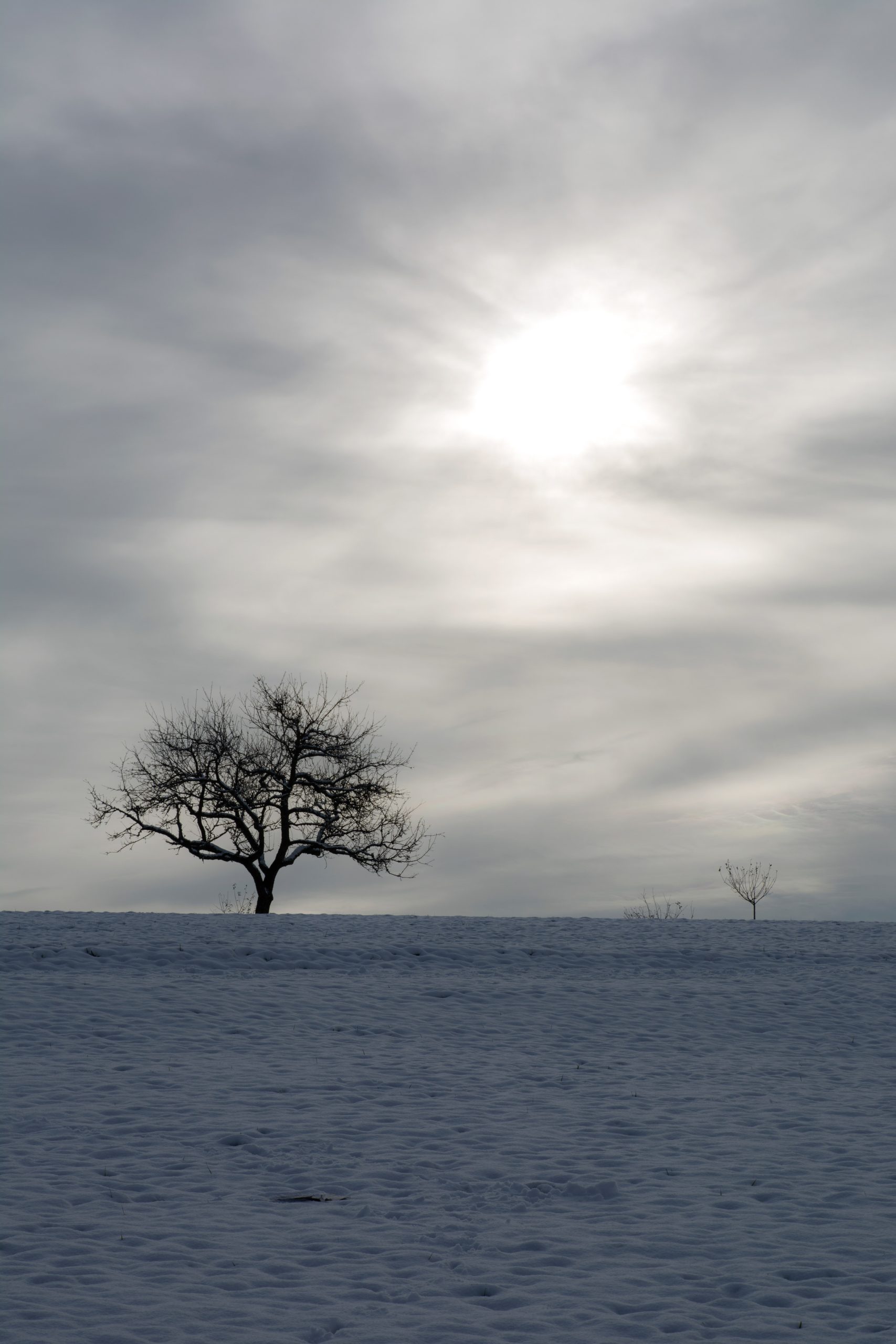 Photographie minimaliste d’un arbre solitaire dans un paysage enneigé avec un grand ciel nuageux
