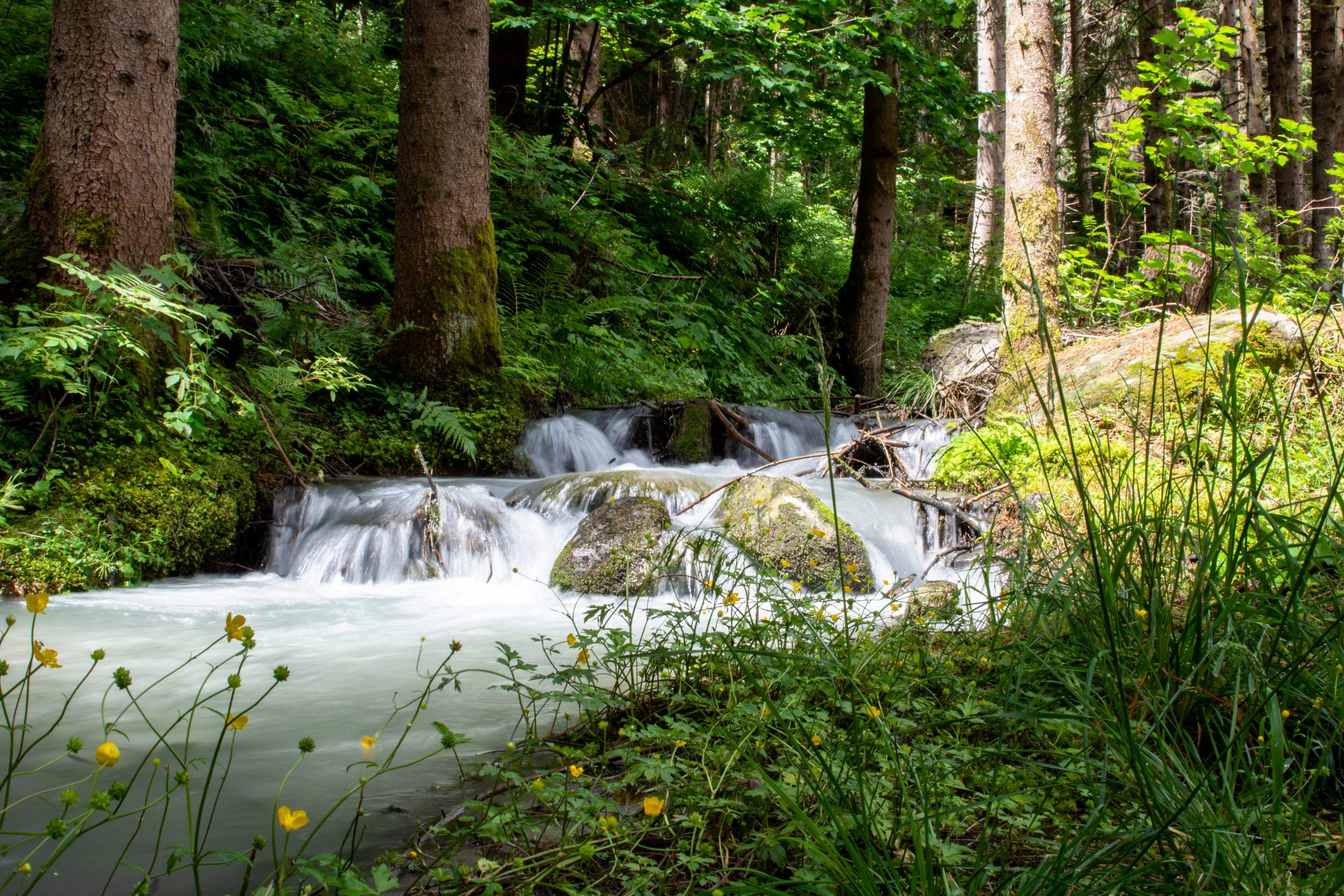 Pose longue photo d’une petite cascade en forêt avec effet soyeux sur l’eau