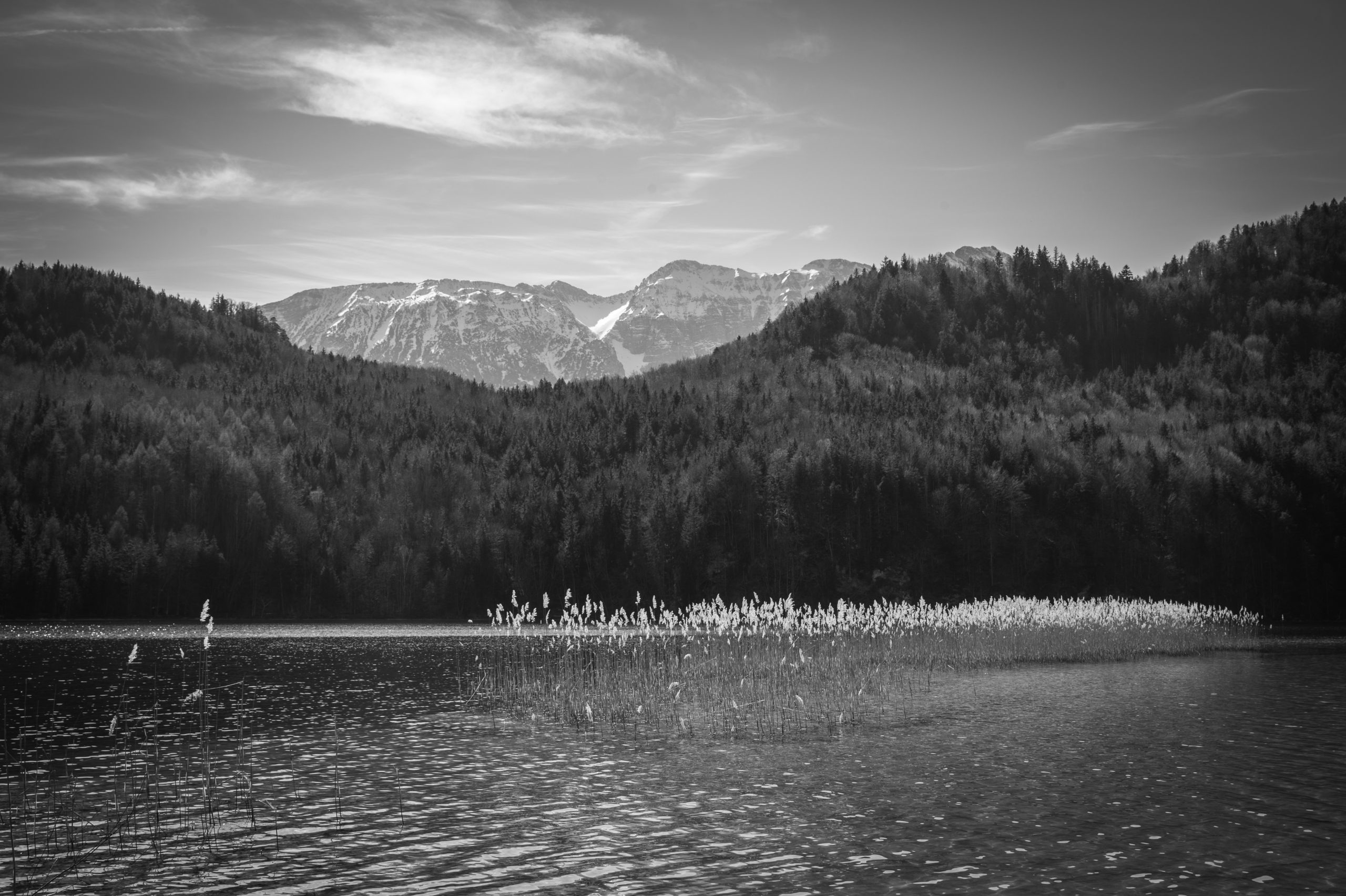 Paysage noir et blanc avec lac, roseaux, forêt et montagnes enneigées