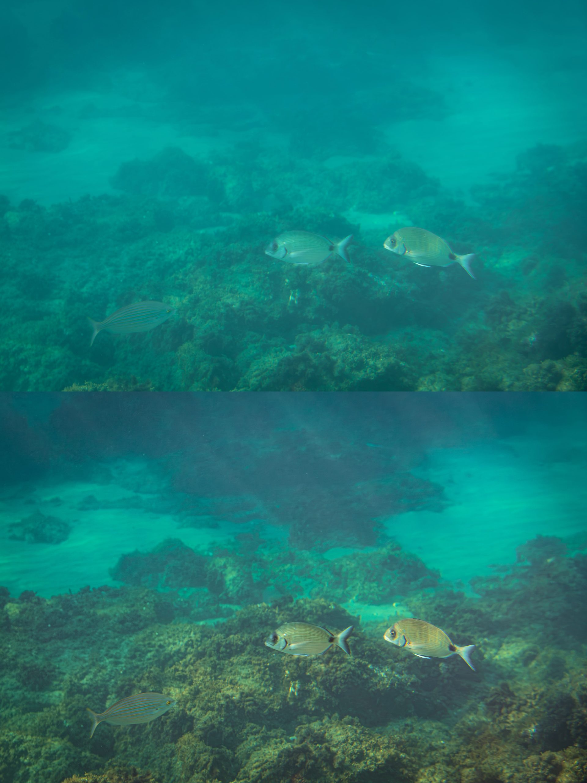 Comparaison avant et après retouche Lightroom d’une photographie sous-marine