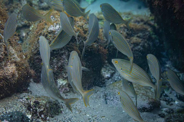 Photo sous-marine : banc de poissons en snorkeling
