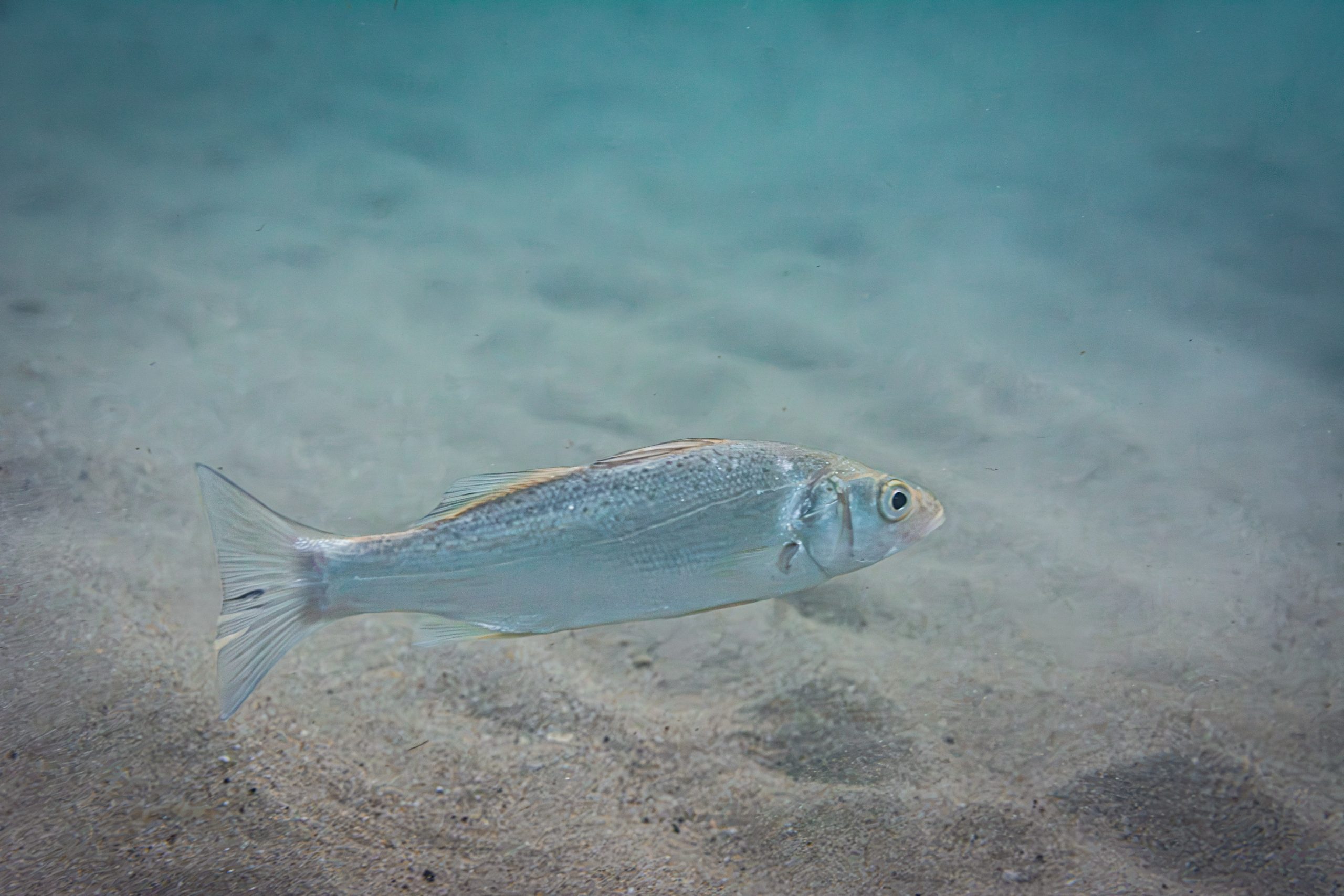 Poisson photographié de près sous l’eau au-dessus d’un fond sableux