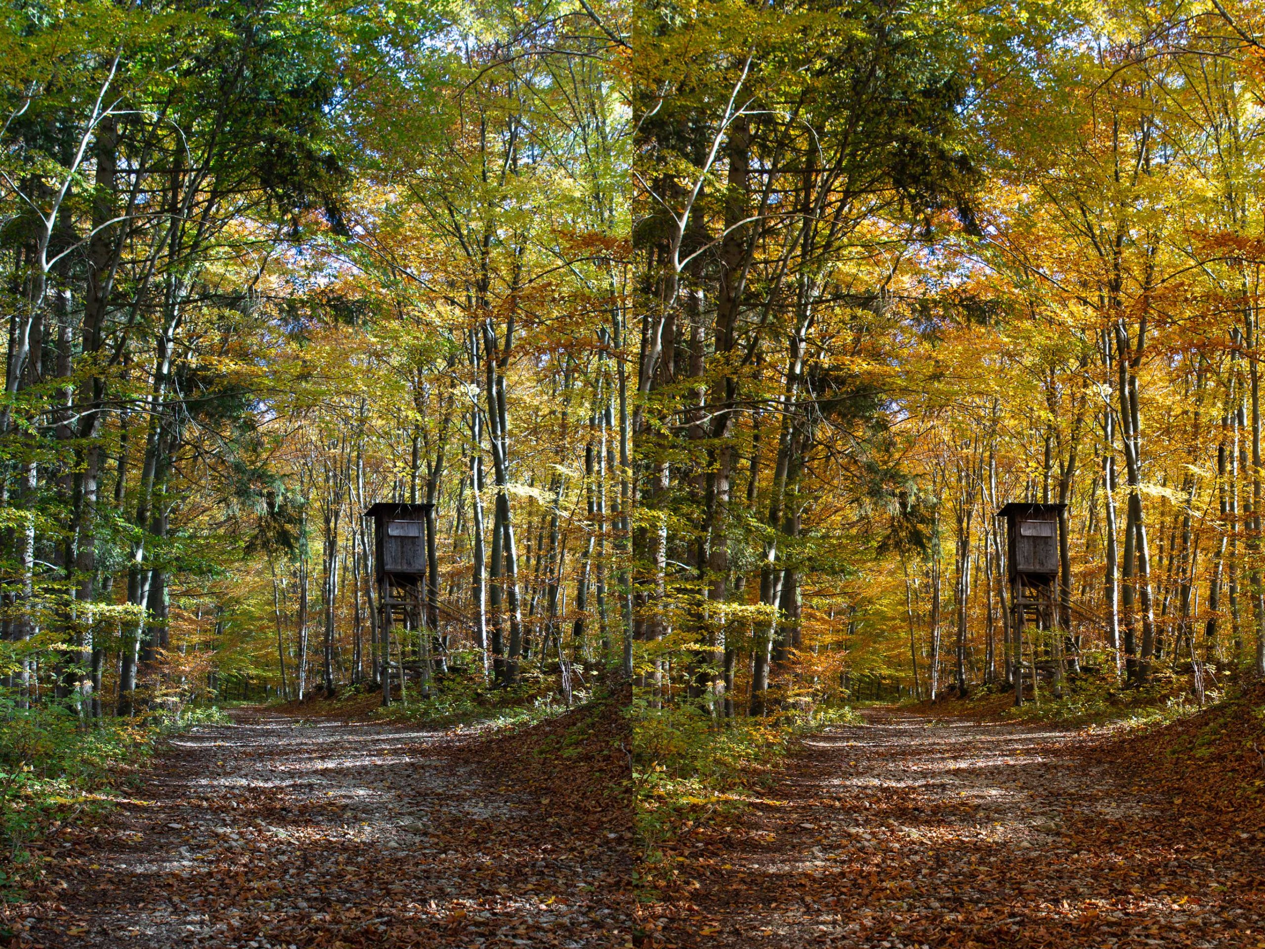 Même chemin forestier avec une cabane en bois, avant le preset à gauche et après à droite, avec un feuillage plus chaud et doré.