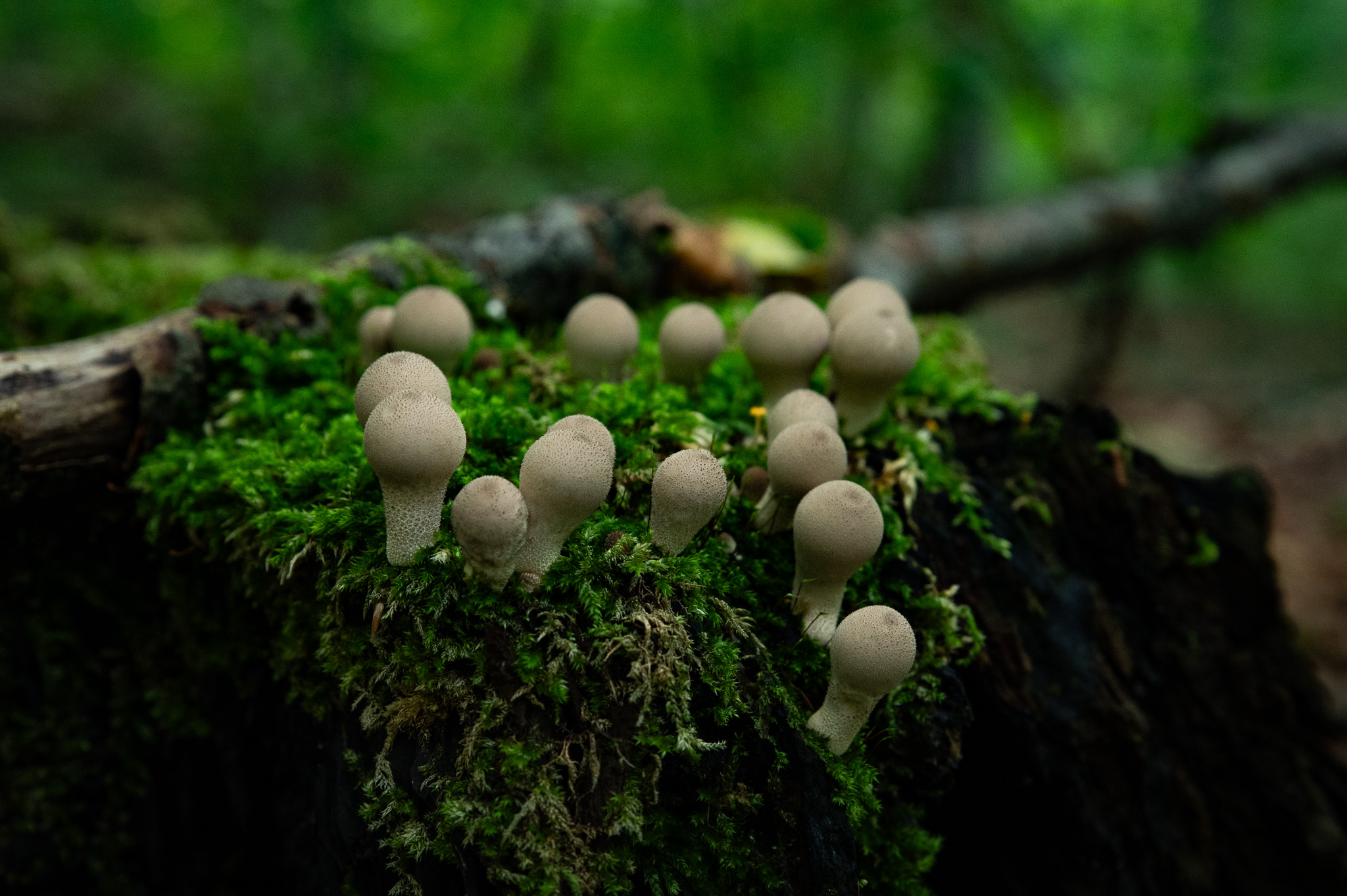 Groupe de petits champignons composé sur un tronc couvert de mousse
