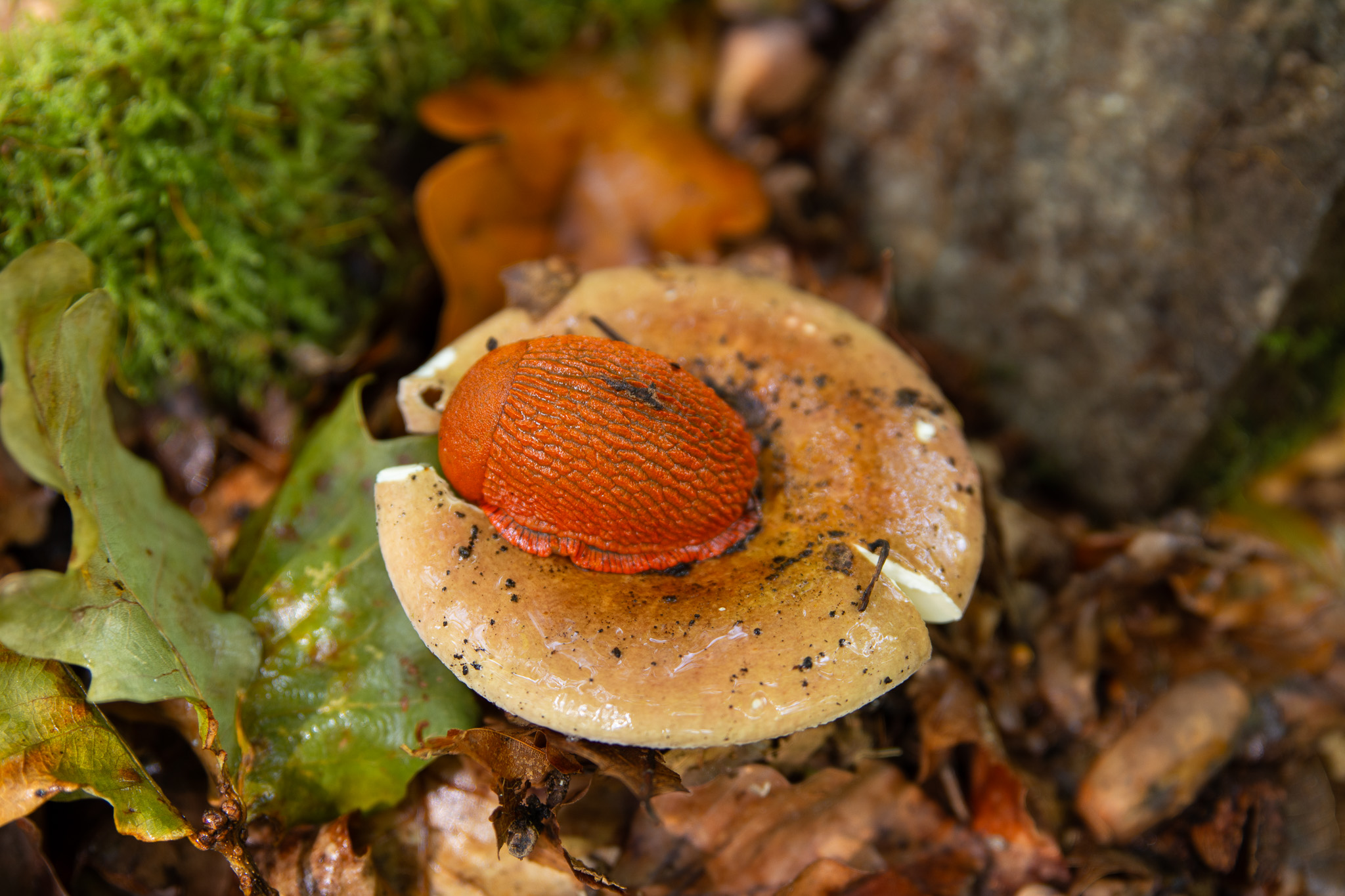 Gros plan d’une limace orange sur un champignon humide, entouré de mousse verte et de feuilles mortes.