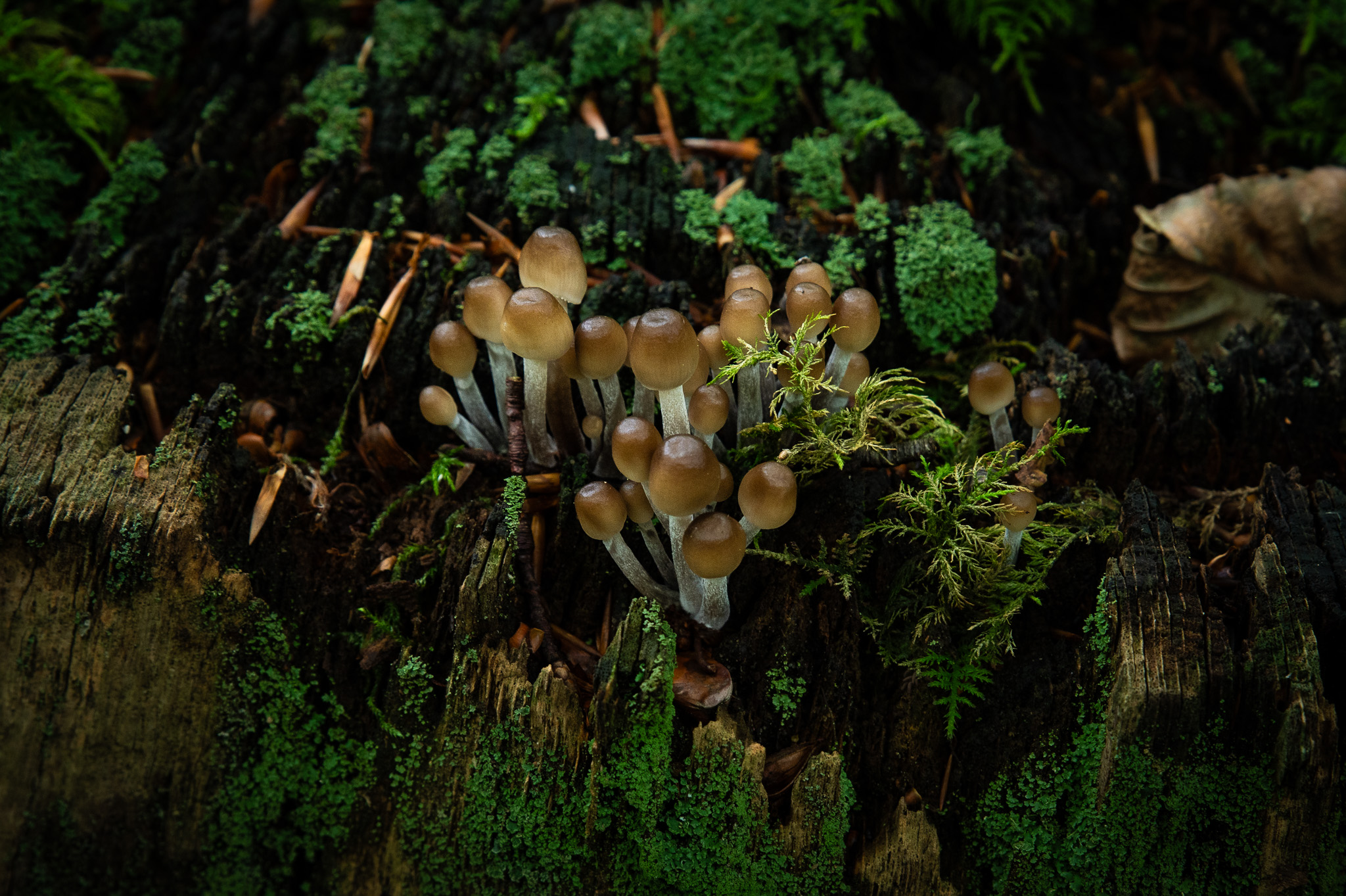 Touffe de champignons éclairée dans un sous-bois sombre