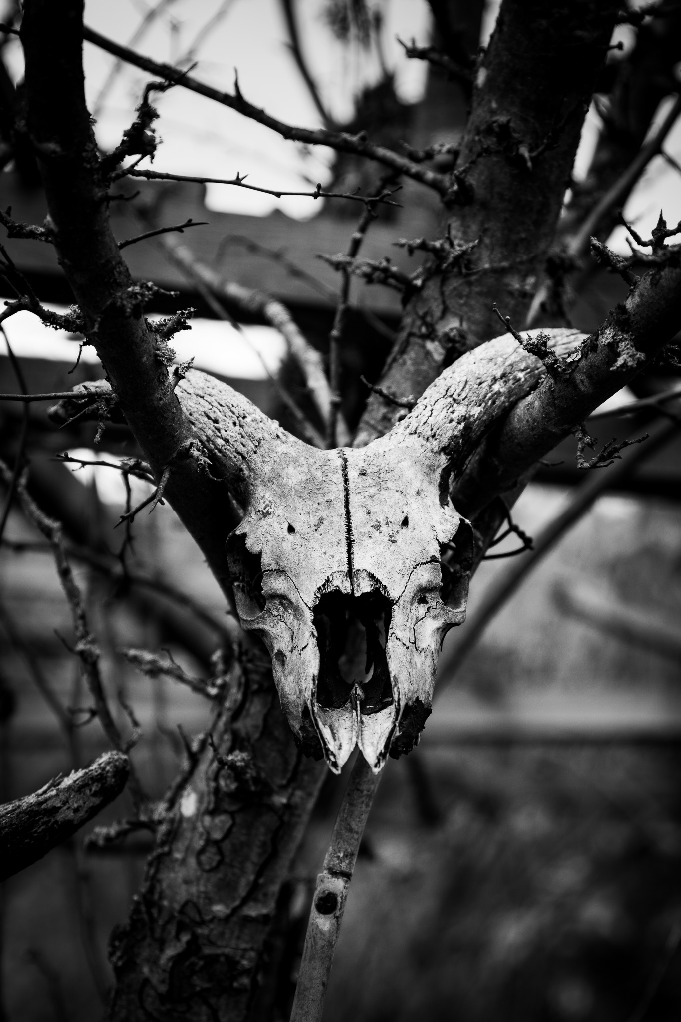 Crâne de bélier accroché à un arbre photographié en noir et blanc