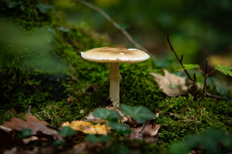 Champignon photographié en forêt sans objectif macro