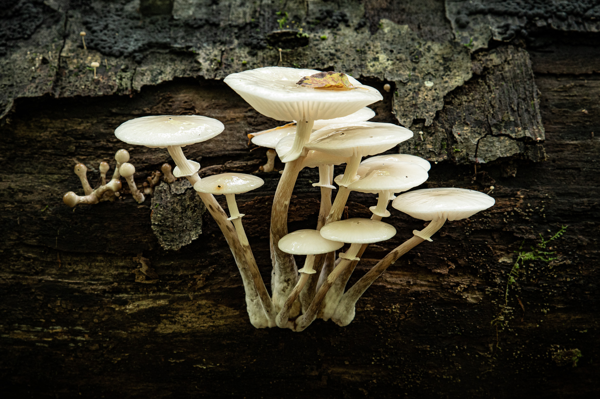 Champignons photographiés à hauteur du sol avec leurs lamelles visibles